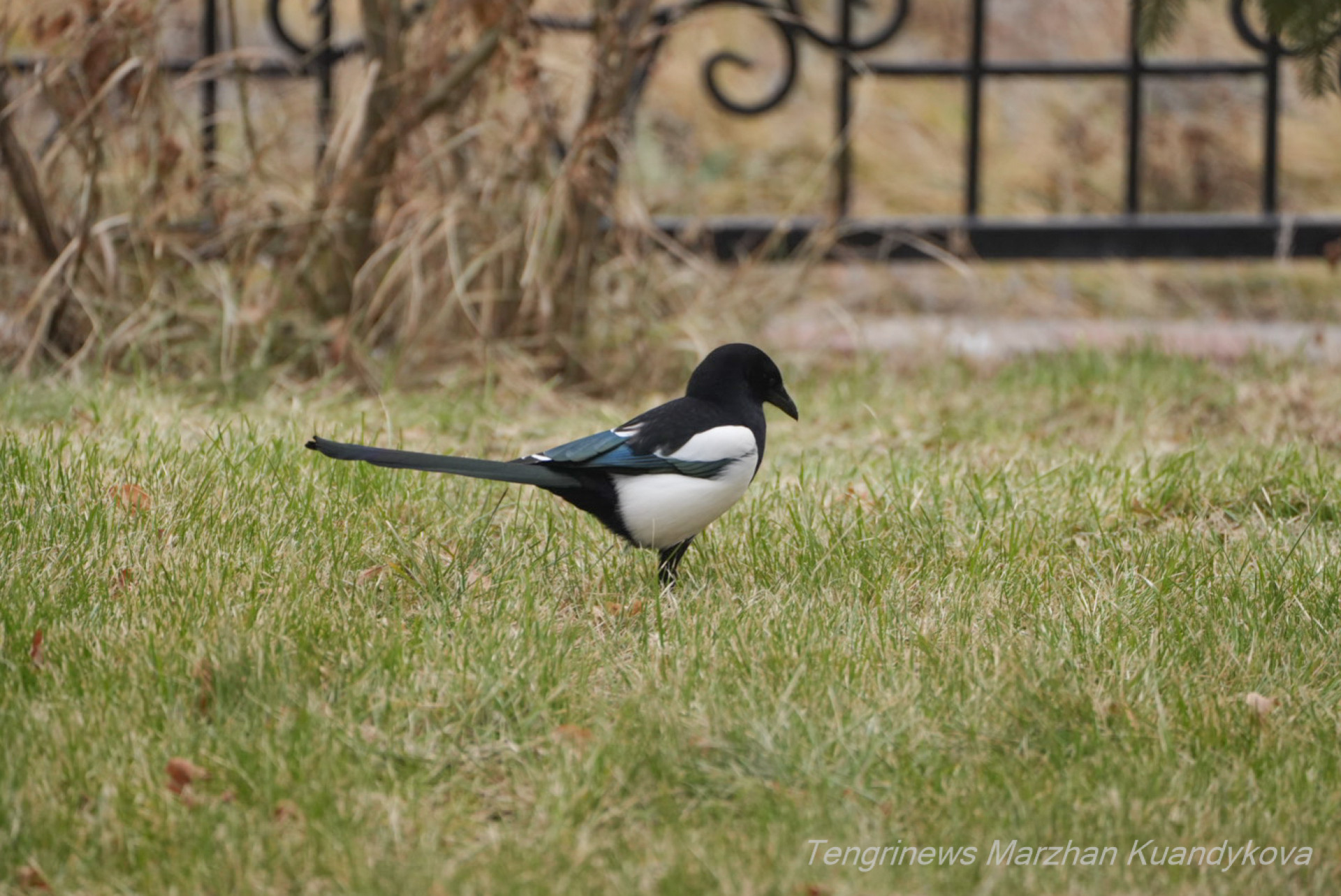 зима прогноз 2025