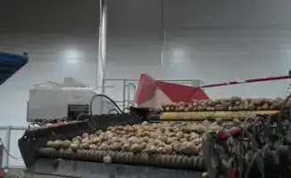 Изменения в производстве и потреблении лука и картофеля в Казахстане к 2025 году