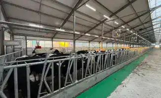 Плодородные семена будущего: 15 инвестпроектов в животноводстве взойдут в Костанайской области в 2026 году