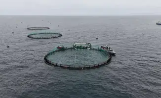 Запуск первого проекта морской аквакультуры в Мангистау: новые перспективы для экономики и продовольственной безопасности региона