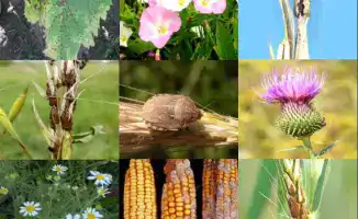 Обсуждение обязательного карантинного сертификата: потенциальные последствия для агропромышленного комплекса РК