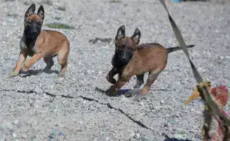 Нацгвардия пополняется: в 2023 году родились 42 служебных щенка