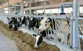 Создание мясного кластера в Акмолинской области с объемом производства 30000 голов в год