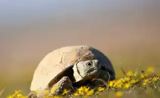 Среднеазиатская черепаха: под запретом до 2040 года!