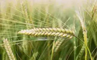 Фермеры региона могут подать заявки на закупку