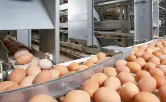 Временный запрет на импорт куриных яиц в Казахстан: влияние на международные поставки