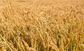 Аграрная революция в Кызылординской области