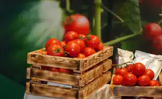 Строительство тепличного комплекса в Шымкенте создаст новые рабочие места и повысит продовольственную безопасность региона