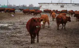 В Ерейментауском районе растет мясной кластер: новый виток агропромышленного развития