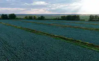 Картофельный урожай Казахстана: диверсификация как ключ к рекордам