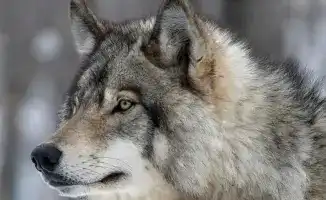 Начало выдачи разрешений на изъятие волков и шакалов с 5 января 2026 года