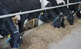 Казахстан: Молоко и птица без импортной зависимости!