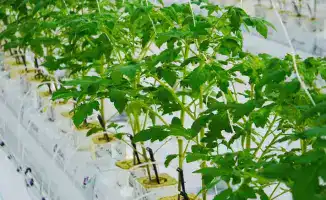 Запуск тепличного комплекса на 27 000 тонн овощей в Туркестанской области