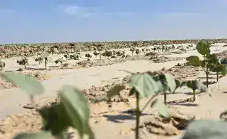 Создание кластера по переработке хлопка в Туркестанской области: новые рабочие места и развитие текстильной промышленности