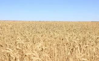 Рост сельского хозяйства Карагандинской области: ключевые достижения и инвестиции в развитие