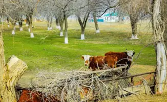 Поголовье скота в Актюбинской области выросло на 7% благодаря господдержке