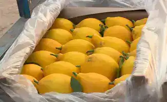 Сарыагашский фермер собирает 200 тонн лимонов в год