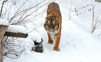 Тигры и люди: танец на грани выживания – министр экологии о гармонии хищников и казахстанцев