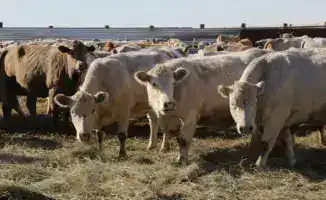 Зимовка скота: как фермеры Караганды готовятся заранее!