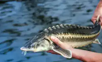 Упрощение доступа к инвестиционным субсидиям в рыбном хозяйстве Казахстана для поддержки аквакультуры