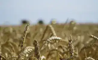 Зерновые миллиарды: Казахстан поддерживает экспорт!