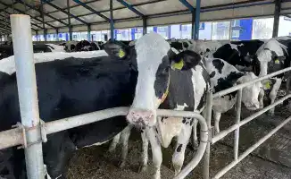 Рост животноводства в Костанайской области