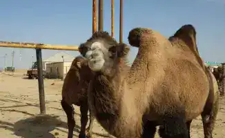 Рост объемов сельскохозяйственной продукции в Мангистауской области: последствия для экономики и инвестиций