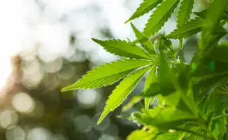 “Это не легализация“: Трамп подписал указ о переклассификации марихуаны