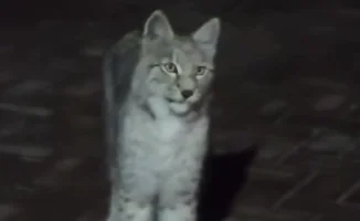 Рысь в мегаполисе: когда дикая природа стучится в двери Алматы