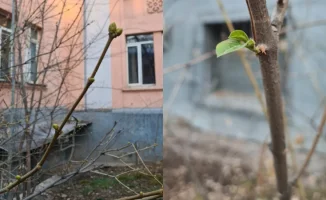 Теплая зима в Алматы: раннее пробуждение природы угрожает деревьям и экосистеме города