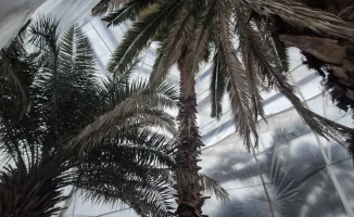 В Алматы замерзают пальмы, а горожане обеспокоены состоянием полуразрушенной оранжереи в Ботаническом саду, закрытой для посещения уже несколько лет.