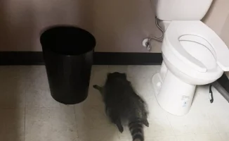 Енот-алкоголик: погром в магазине и сон в туалете