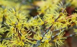 Гамамелис виргинский: Волшебное дерево с поздним цветением в Ботсаду Алматы