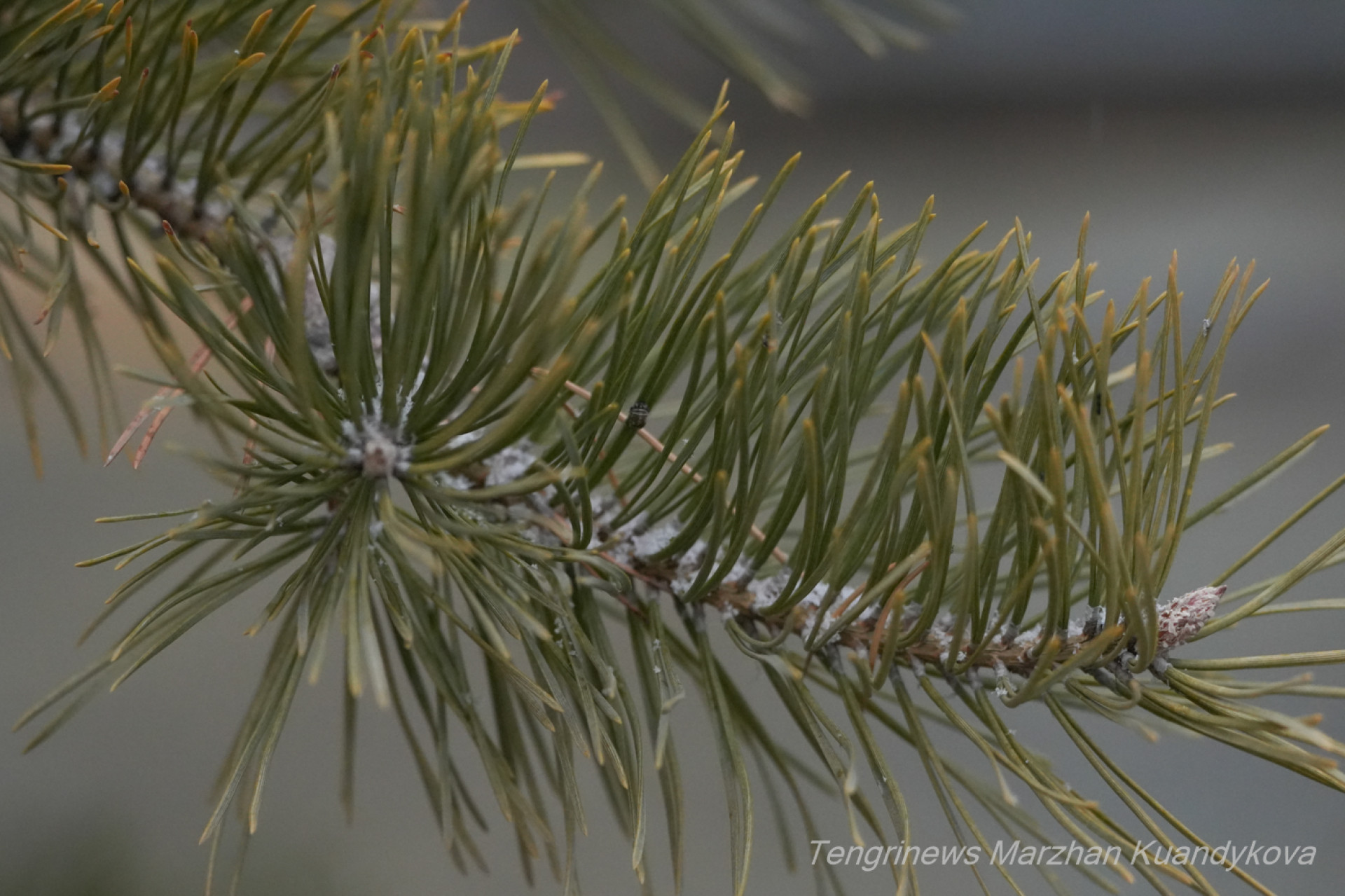 снег зима Астана