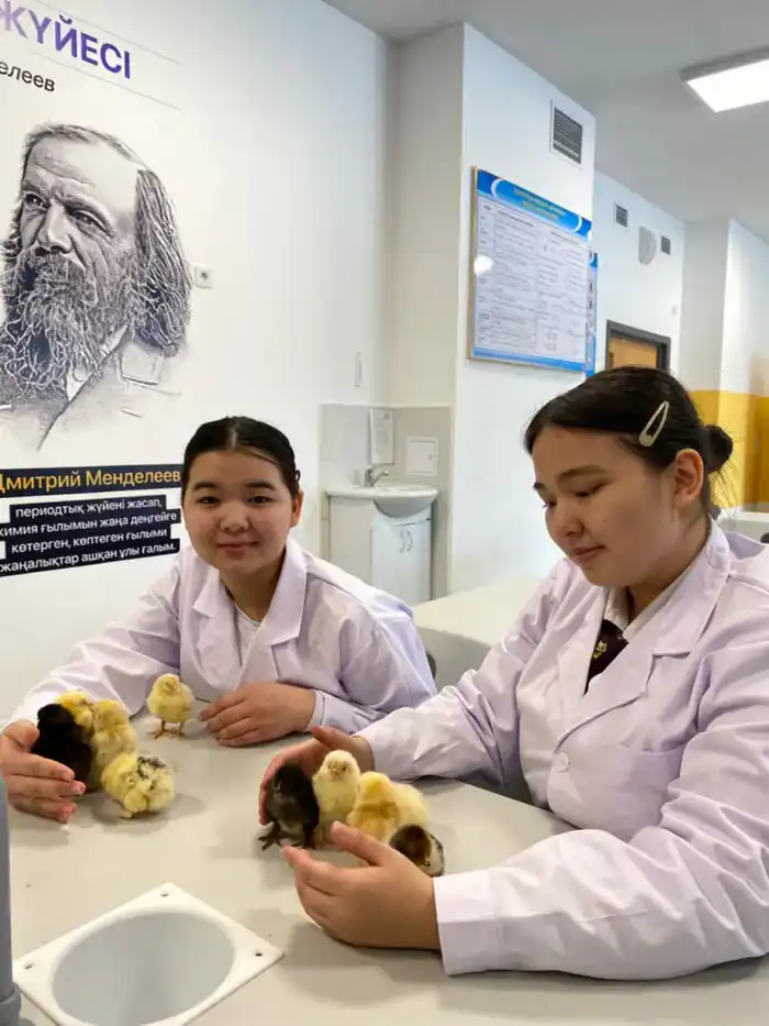 В Астане школьники самостоятельно вывели цыплят из инкубатора (2)