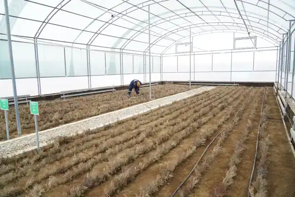 В ТУРКЕСТАНСКОЙ ОБЛАСТИ НА ТЕРРИТОРИИ 10 ГЕКТАРОВ СТРОИТСЯ СОВРЕМЕННЫЙ ПИТОМНИК (2)