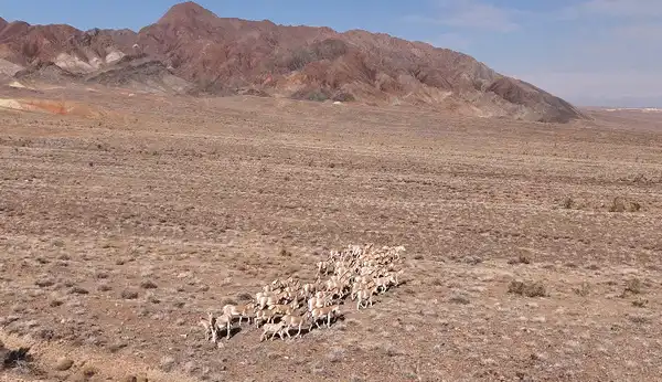 3 фестиваля области Жетісу вошли в cобытийный календарь культурно-туристских мероприятий Министерства туризма и спорта (5)