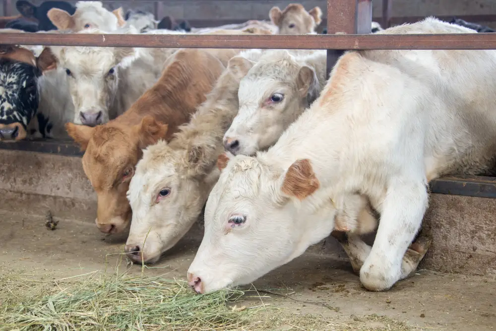 Итоги года в области Жетісу: объем производства мяса вырос на 4,6%, а молока – на 4,4% (4)