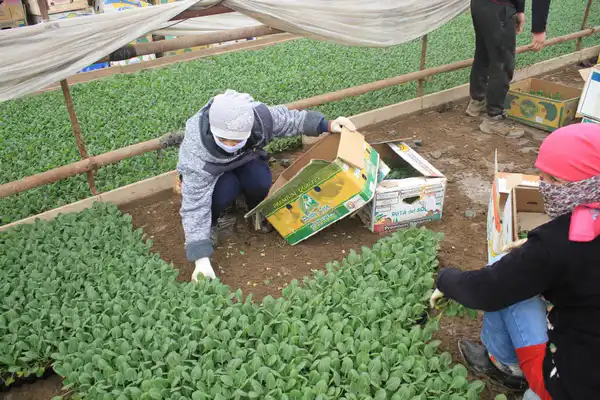 В ТУРКЕСТАНСКОЙ ОБЛАСТИ НАЧАЛАСЬ ПОСАДКА РАННИХ ОВОЩНЫХ КУЛЬТУР (3)