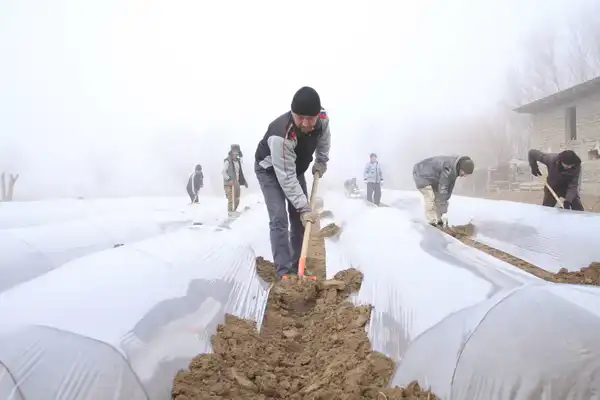 В ТУРКЕСТАНСКОЙ ОБЛАСТИ НАЧАЛАСЬ ПОСАДКА РАННИХ ОВОЩНЫХ КУЛЬТУР (4)