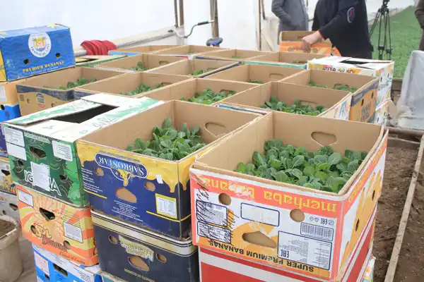 В ТУРКЕСТАНСКОЙ ОБЛАСТИ НАЧАЛАСЬ ПОСАДКА РАННИХ ОВОЩНЫХ КУЛЬТУР (2)