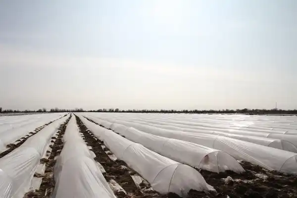 В ТУРКЕСТАНСКОЙ ОБЛАСТИ НАЧАЛАСЬ ПОСАДКА РАННИХ ОВОЩНЫХ КУЛЬТУР (5)