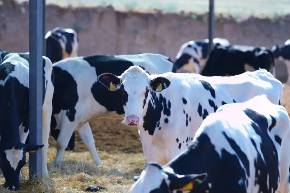 ТУРКЕСТАН: В КЕЛЕССКОМ РАЙОНЕ ПОСТРОЯТ КРУПНУЮ ОТКОРМОЧНУЮ ПЛОЩАДКУ (3)