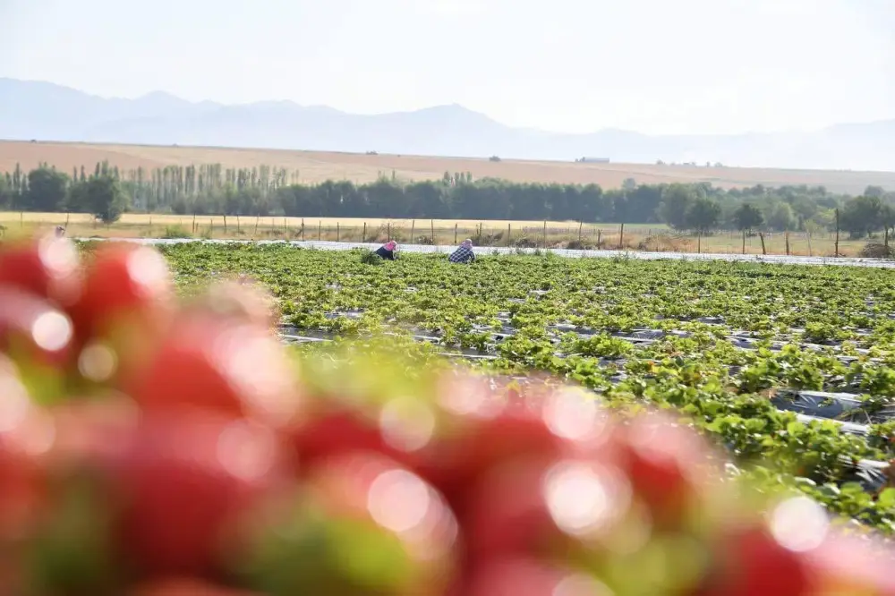ТУРКЕСТАН: ОБСУЖДЕНЫ АКТУАЛЬНЫЕ ВОПРОСЫ АГРОПРОМЫШЛЕННОГО КОМПЛЕКСА (2)