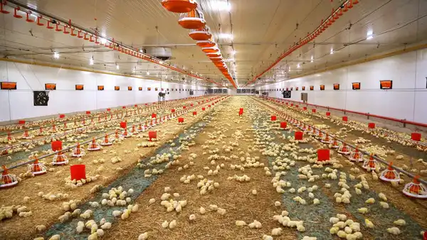 Макинская птицефабрика: надежность, высокое качество и развитие производства (2)