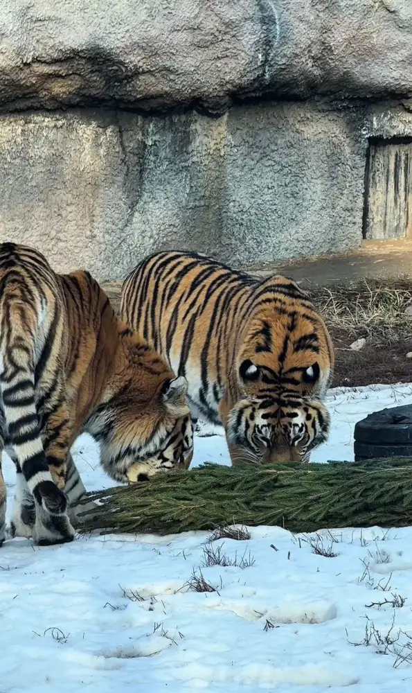 Более 50 алматинцев приняли участие в акции «Сдай ёлку» в зоопарке (5)