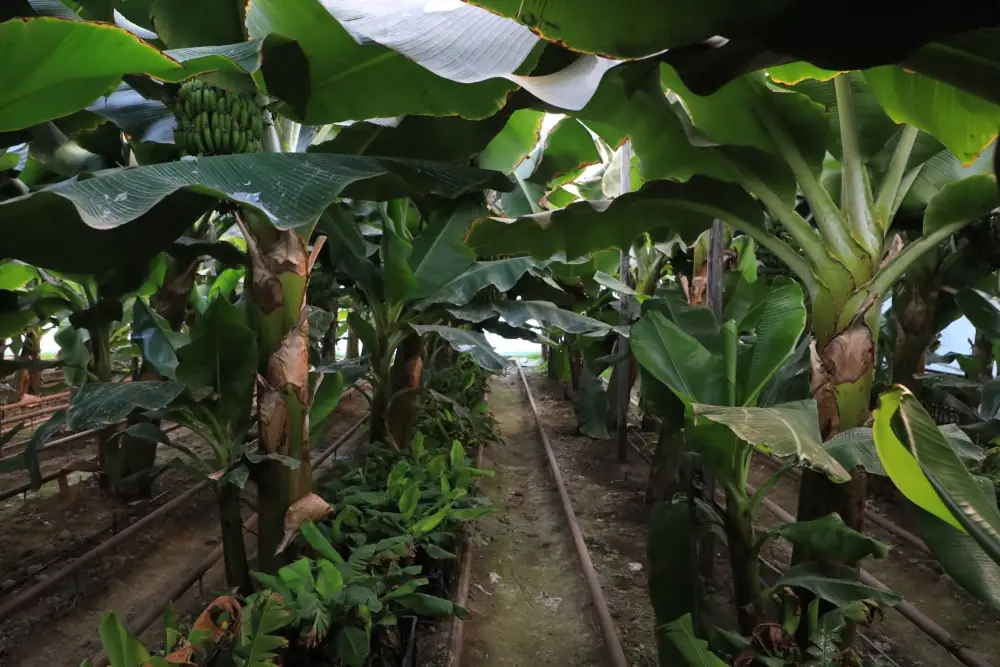 В САРЫАГАШСКОМ РАЙОНЕ ВЫРАЩИВАЮТ ВСЕМИРНО ИЗВЕСТНЫЙ СОРТ БАНАНОВ «КАВЕНДИШ» (3)