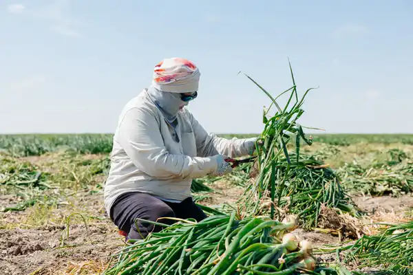 В рамках госпрограмм оказана поддержка 232 хозяйствам, в регионе выросло поголовье скота (3)