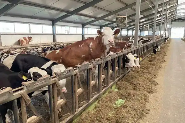 Молочно-товарную ферму на 1200 голов построят в Алматинской области (2)
