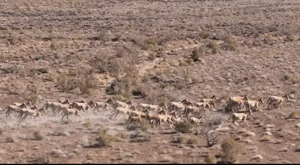 3 фестиваля области Жетісу вошли в cобытийный календарь культурно-туристских мероприятий Министерства туризма и спорта (4)